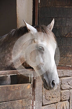 A sad gray horse looks with his eyes