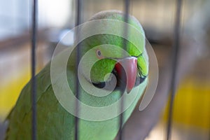 Sad green parrot in a cage in captivity