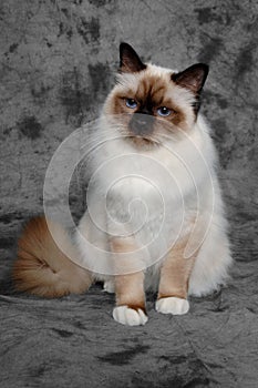 Sad Holy Birman cat sitting