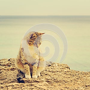 Sad homeless cat sitting on the beach. The image is tinted and s