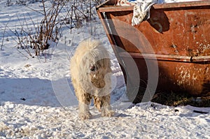 Sad homeless dog on a cold winter day