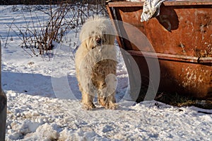 Sad homeless dog on a cold winter day