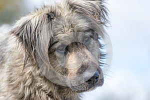 Sad homeless dog face sitting on the street with blurred background