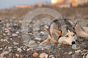 Sad homeless dog lies on the beach