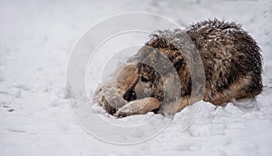 A sad homeless dog lies under a snowfall.