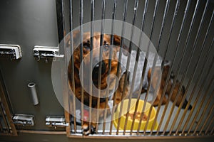 Sad homeless dog looking through fence at animal shelter.