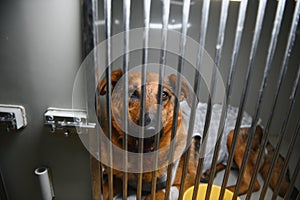 Sad homeless dog looking through fence at animal shelter.
