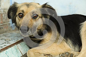 Sad homeless dog lying, closeup. Stray animal