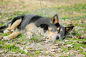 A sad homeless dog lying on the ground in the park