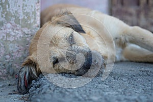 Sad homeless dog lying on the pavement