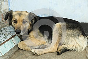 Sad homeless dog lying. Stray animal