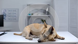 Sad homeless dog lying on table at animal shelter clinic, pet examination, help
