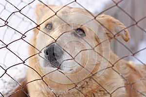 Sad homeless dog for metal mesh