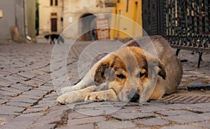 Sad homeless dog on the street of the old town