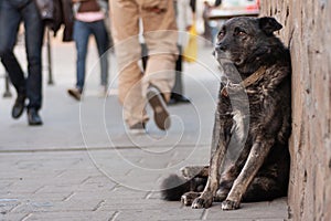 A sad homeless dog is waiting on the street.