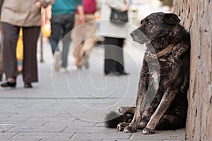 A sad homeless dog is waiting on the street