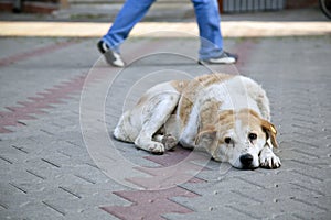 Sad homeless stray dog with ear tag