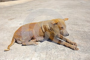 Sad homeless stray dog sitting on concrete