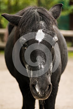 Sad horse animal portrait