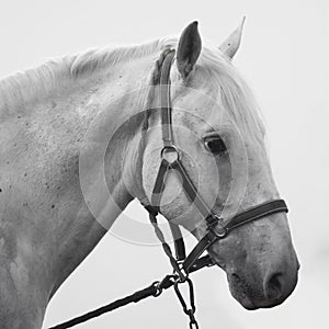 Sad horse animal portrait