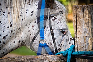 Sad horse close up tied up at stables fence