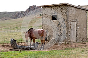Sad horse at a lodge