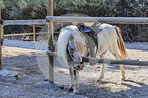 Triste un caballo poni sillín sobre el a pie a publicar grecia 