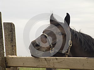 Sad Horse Portrait