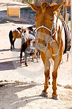 Sad horse at tethering post