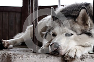 Sad husky dog with blue eyes lying and waiting for owner. Cute white and grey purebred husky. Dog`s devotion.