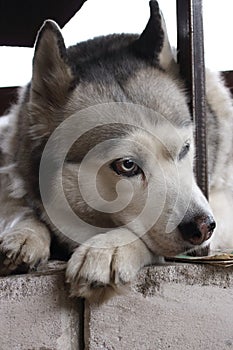 Sad husky dog with blue eyes lying and waiting for owner. Pensive dog.