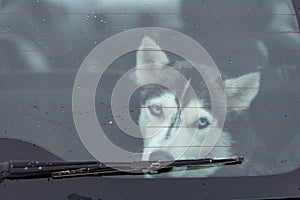 Sad Husky dog in car, cute pet. Dog waiting for walking before sled dog training and race