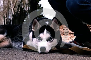a sad husky dog lies at the feet of the owner