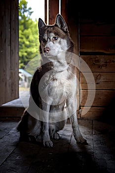 Sad husky dog is waiting for the owner in  village dark house. Brown Siberian husky with blue eyes misses his master with sad look