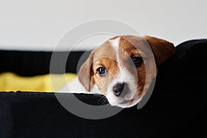 Sad jack russel terrier dog lies in the bed