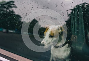 Sad Jack Russell Dog waits in a locked car for its owners