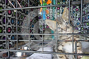 Sad kitten in a cage in animal shelter waiting for a new owner