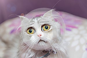 Sad Kitten with Huge Eyes