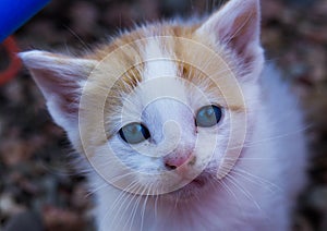 Sad Kitten Portrait with Blue Eyes