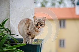 Sad kitten sitting in a flower pot on the street. Copy space