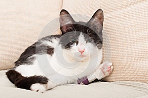 Sad kitty or cat with broken leg