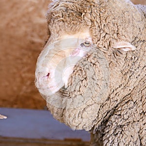 Sad kulunda breeding sheep. Meat and fur farm production. Animal head. Closeup portrait staring
