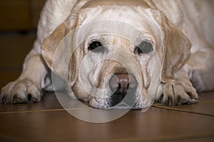 Sad labrador in expectation of the owner.