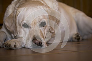 Sad labrador in expectation of the owner.