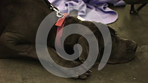 Sad Labrador lying on floor, waiting for adoption at animal shelter, pet rescue