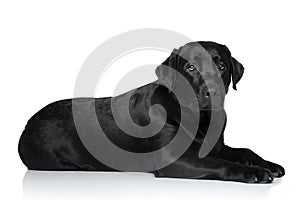 Sad Labrador retriever dog