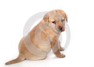 Sad Labrador Retriever puppy