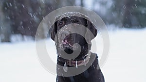 Sad labrador with vitiligo on a snowy day.