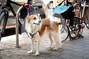 Sad leashed dog waiting for owner in front of a shop