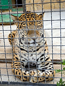 Sad leopard behind the aviary net